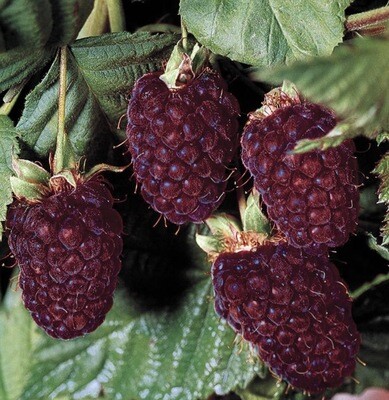 Fruit, Boysenberry