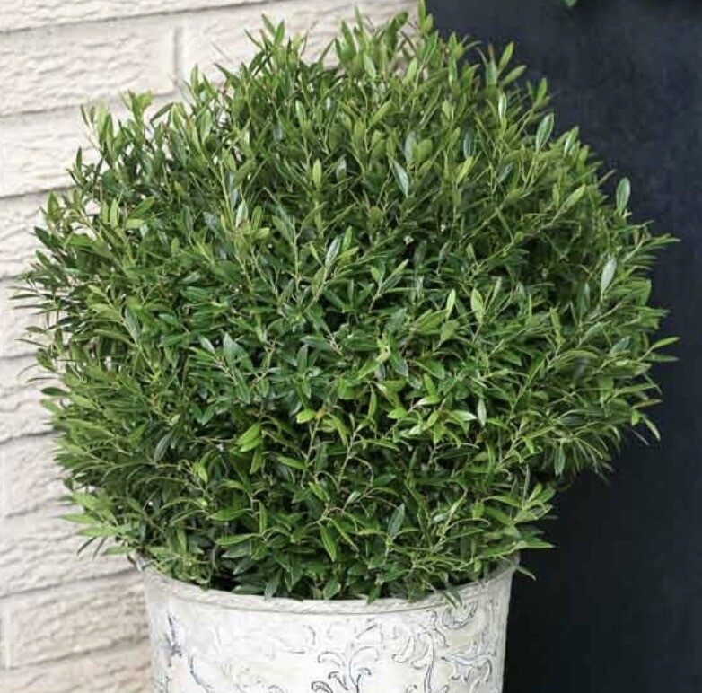 Ilex g. ‘Gem Box’
