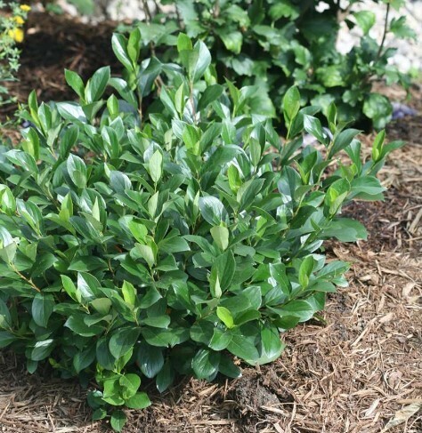 Aronia m. &#39;Low Scape Mound&#39; 