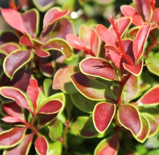 Berberis t. &#39;Admiration&#39;