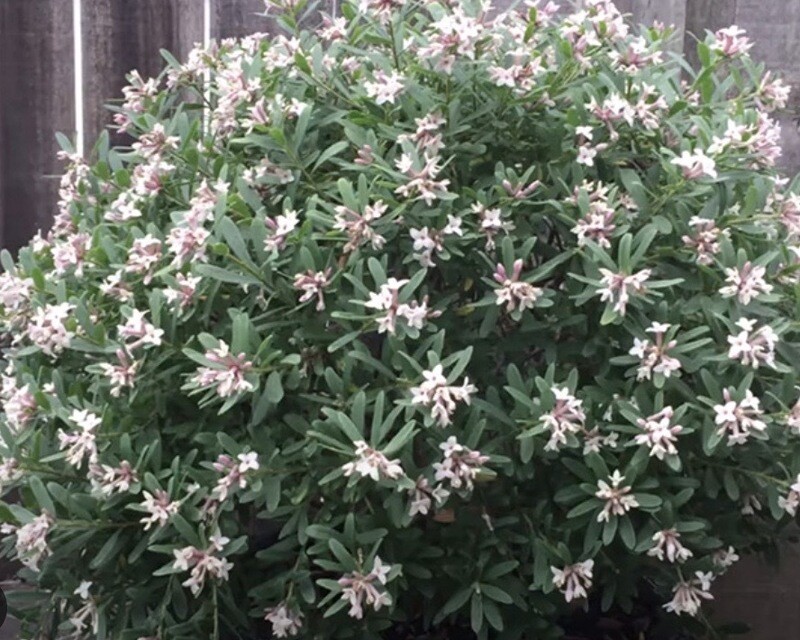 Daphne x t. &#39;Eternal Fragrance&#39; 