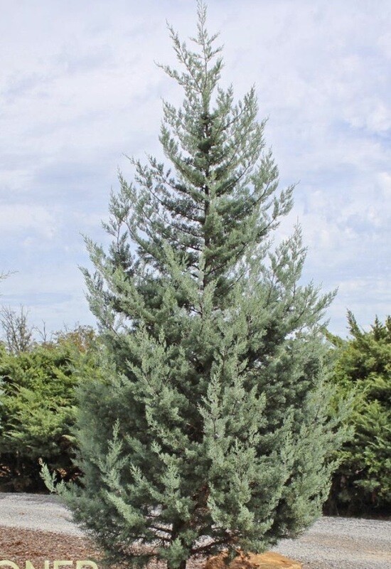 Cupressus g. &#39;Blue Ice&#39;
