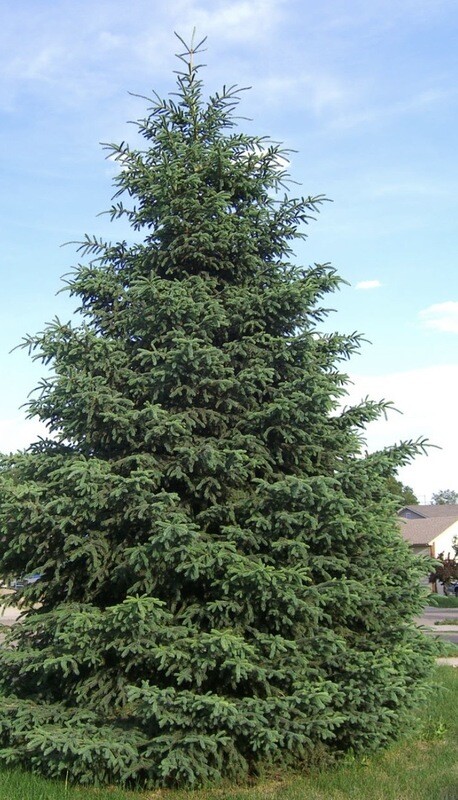 Picea g. &#39;Densata&#39;