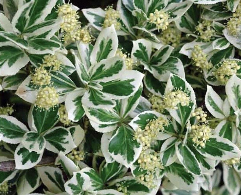 Euonymus f. &#39;Emerald Gaiety&#39;