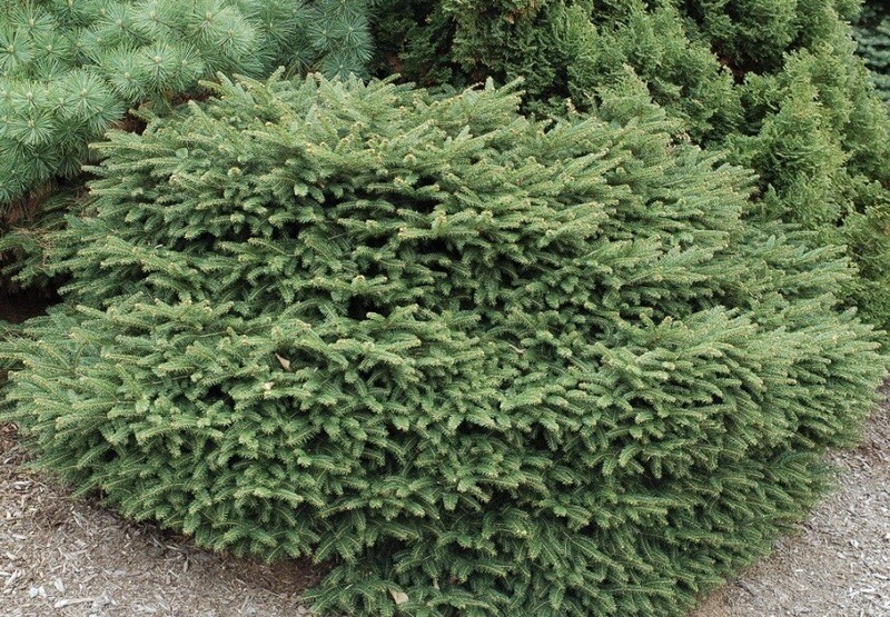 Picea a. &#39;Nidiformis&#39; 