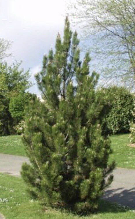 Pinus h. leucodermis
