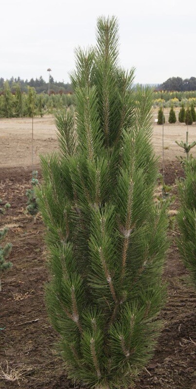 Pinus n. &#39;Arnold Sentinel&#39;