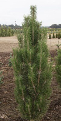 Pinus n. 'Arnold Sentinel'