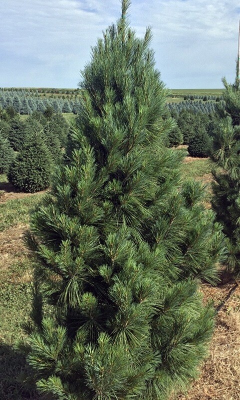 Pinus s. &#39;Fastigiata&#39;