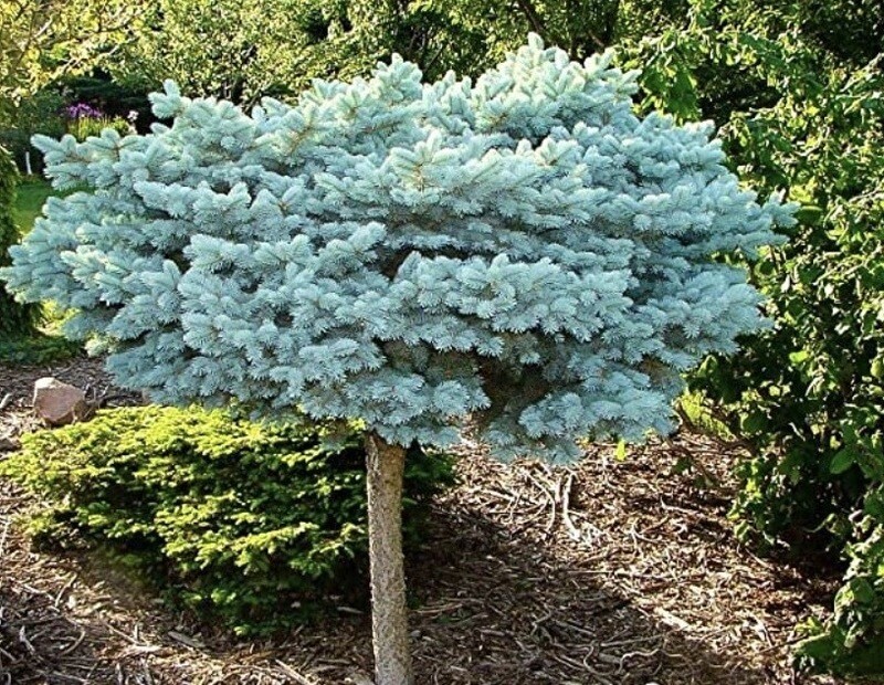 Picea p. &#39;Globosa&#39; 