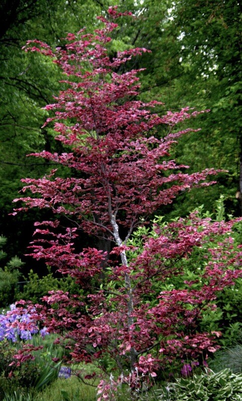 Fagus s. &#39;Rosea-Marginata&#39;
