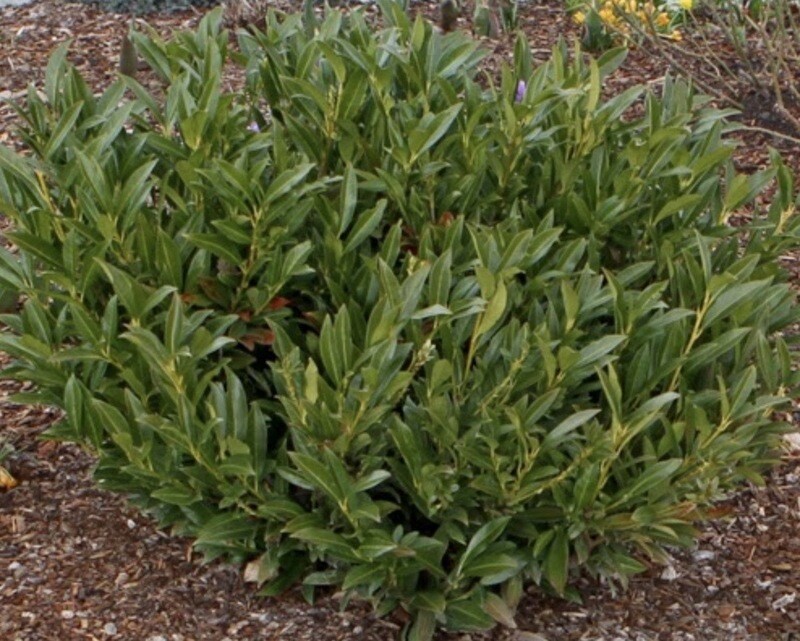 Prunus l. &#39;Otto Luyken&#39;