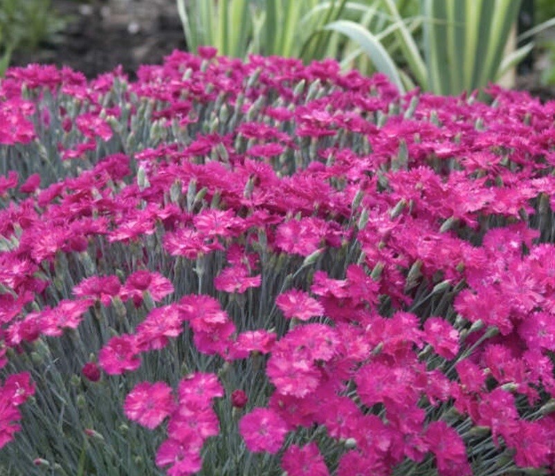 Dianthus hy. 'Neon Star'