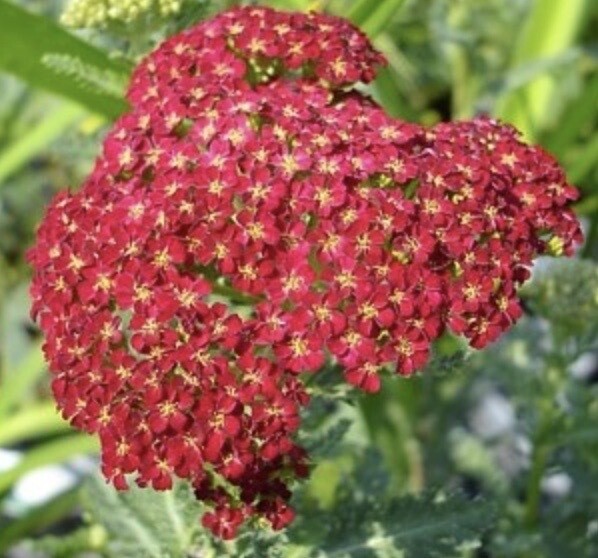 Achillea hy. 'Red Improved'