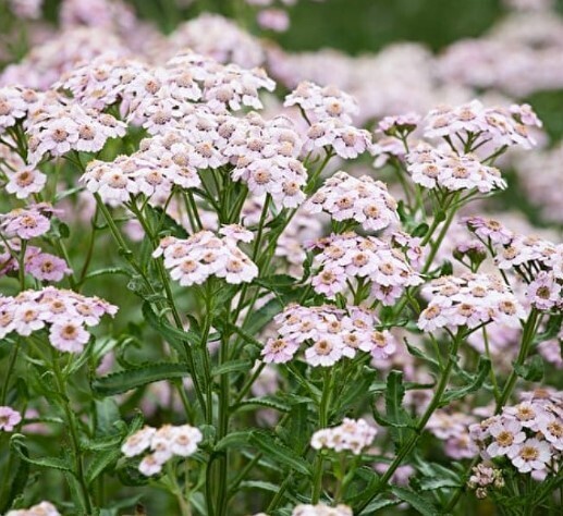 Achillea sibirica 'Love Parade' #1 Achillea sibirica 'Love Parade' #1