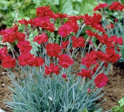 Dianthus hy. 'Fire Star'