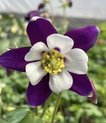 Aquilegia Swan 'Violet-White' #1
