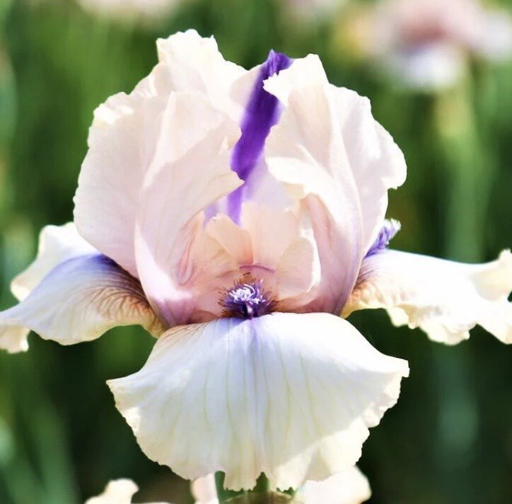 Iris germanica 'Concertina'
