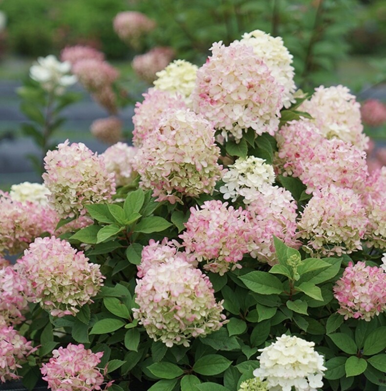 Hydrangea p. &#39;Fire Light Tidbit&#39; 