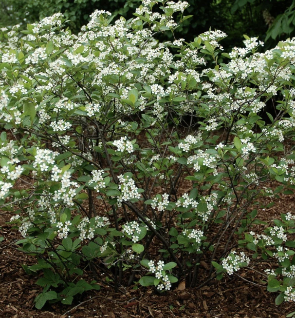 Aronia m. 'Iriquois Beauty'