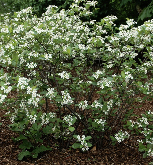 Aronia m. &#39;Iriquois Beauty&#39;