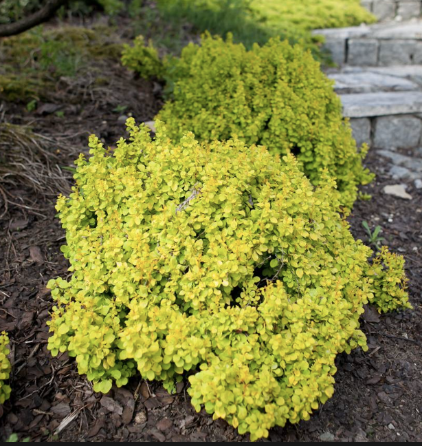 Berberis t. &#39;Bonanza Gold&#39;
