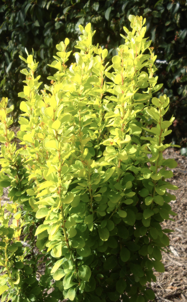 Berberis t. 'Golden Rocket'