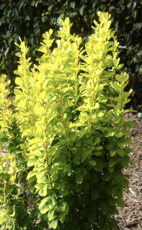 Berberis t. &#39;Golden Rocket&#39;