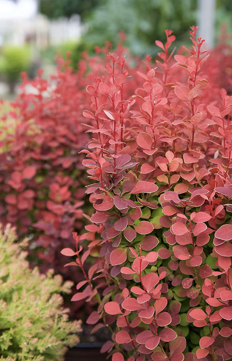 Berberis t. &#39;Orange Rocket&#39; 