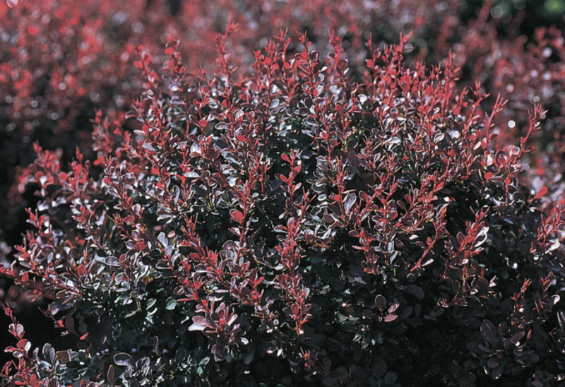 Berberis t. &#39;Royal Burgundy&#39; 