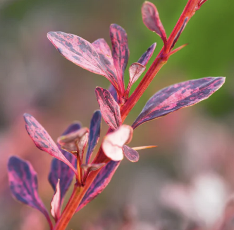 Berberis t. &#39;Rose Glow&#39;