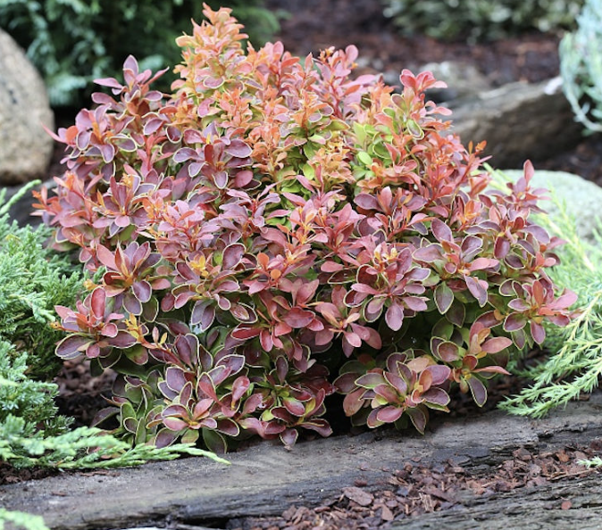 Berberis t. &#39;Golden Ring&#39;