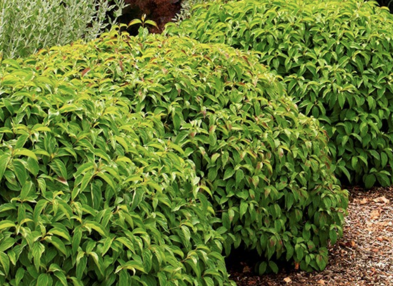 Cornus s. &#39;Kelseyi&#39;