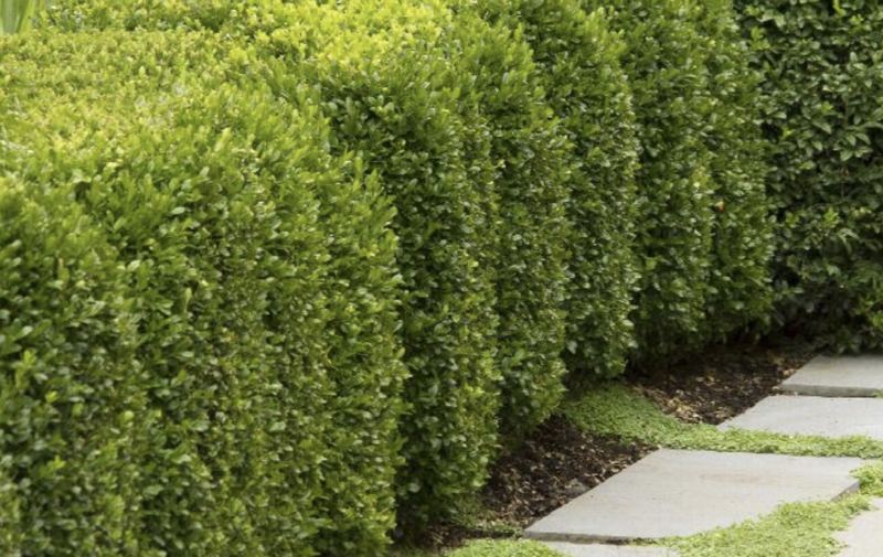 Buxus x &#39;Green Mountain&#39;