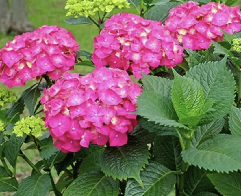 Hydrangea m. &#39;Glowing Embers&#39;