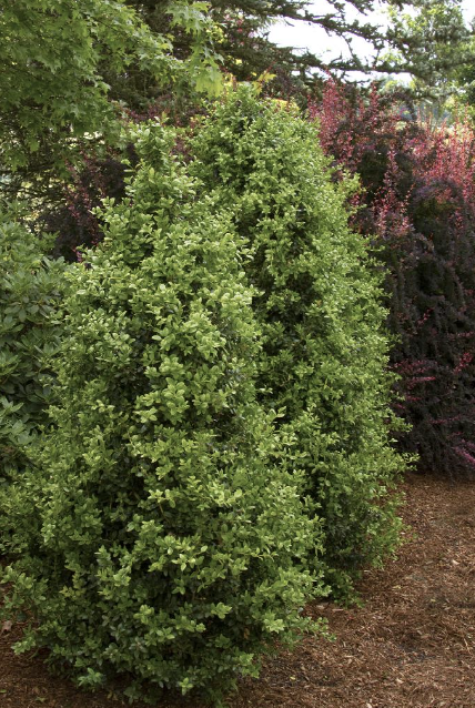 Buxus s. &#39;Green Pillar&#39; 