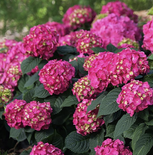 Hydrangea mac. Endless Summer &#39;Summer Crush&#39;