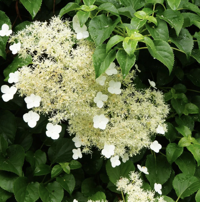 Hydrangea a. &#39;Petiolaris&#39; 