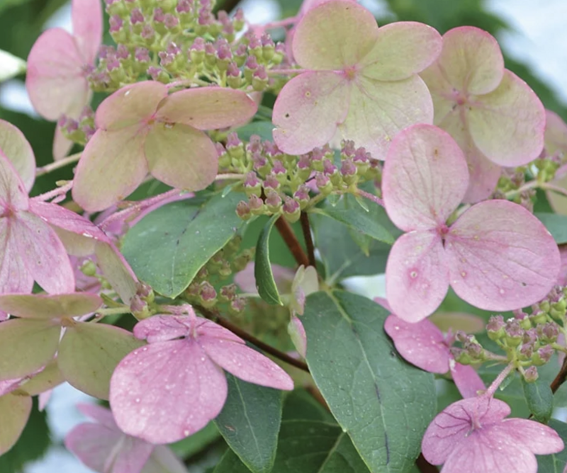 Hydrangea pan. &#39;Fire and Ice&#39;