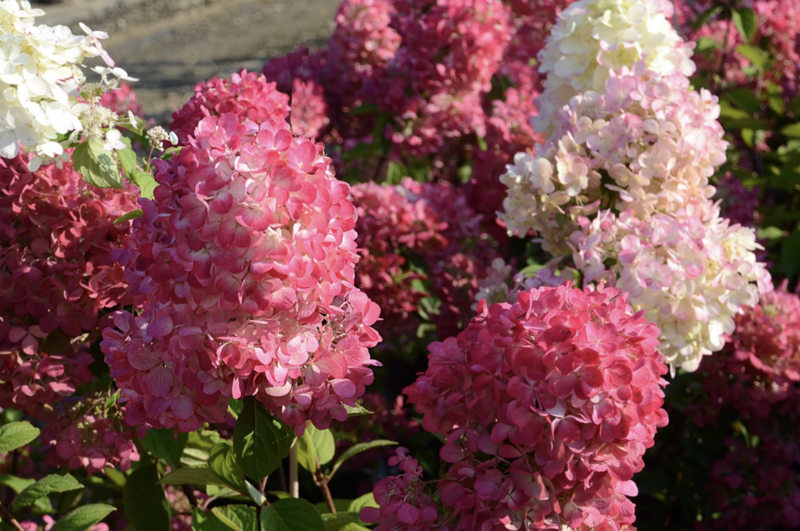 Hydrangea pan. &#39;Diamond Rouge&#39;