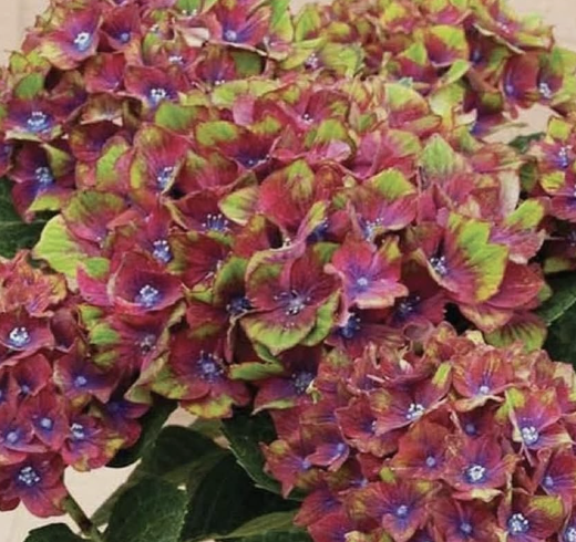 Hydrangea m. &#39;Pistachio&#39; 