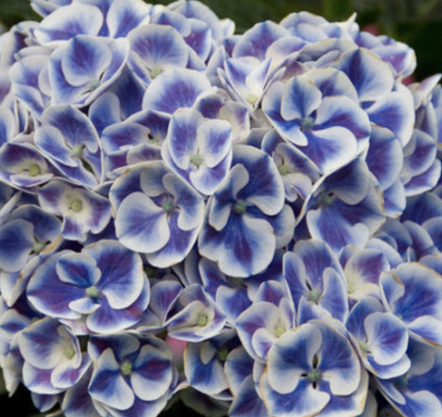 Hydrangea m. &#39;Cityline Mars&#39; 