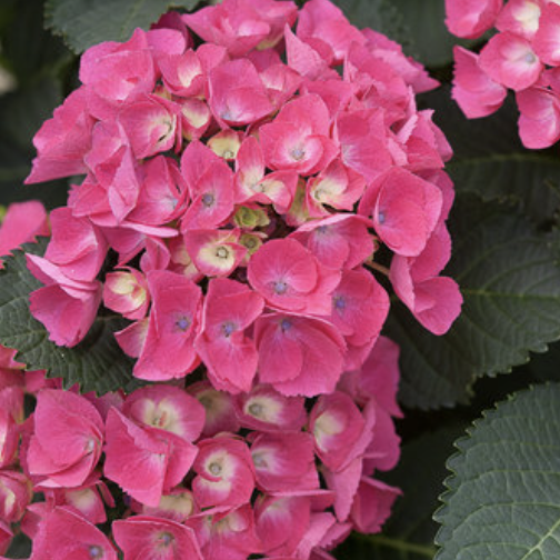 Hydrangea m. &#39;Cityline Paris&#39; 