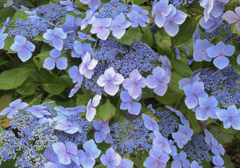 Hydrangea m. &#39;Blue Wave&#39; 