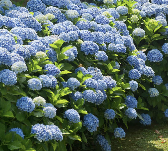 Hydrangea m. 'Nikko Blue' 