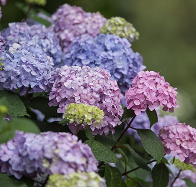 Hydrangea m. &#39;Bloomstruck&#39; 