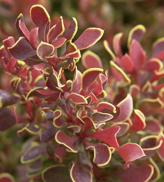 Berberis t. &#39;Golden Ruby&#39; 