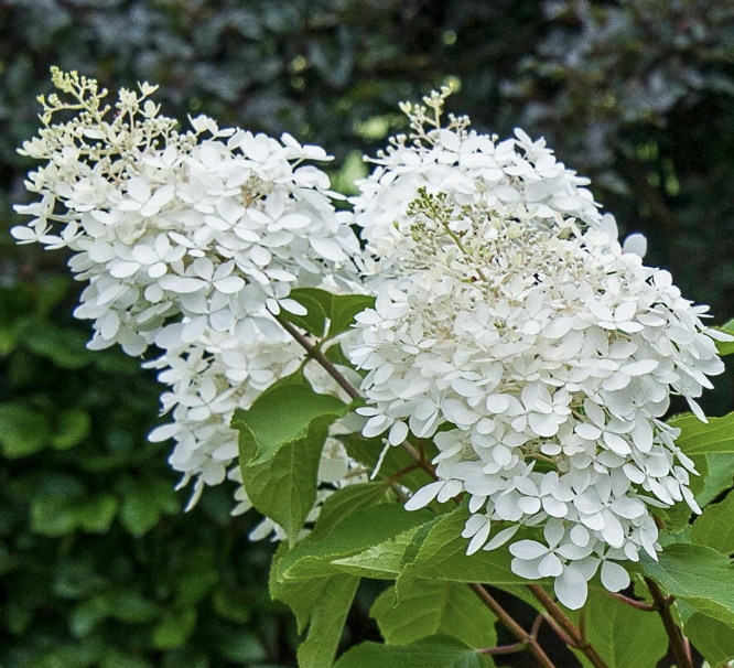 Hydrangea pan. &#39;Phantom&#39;