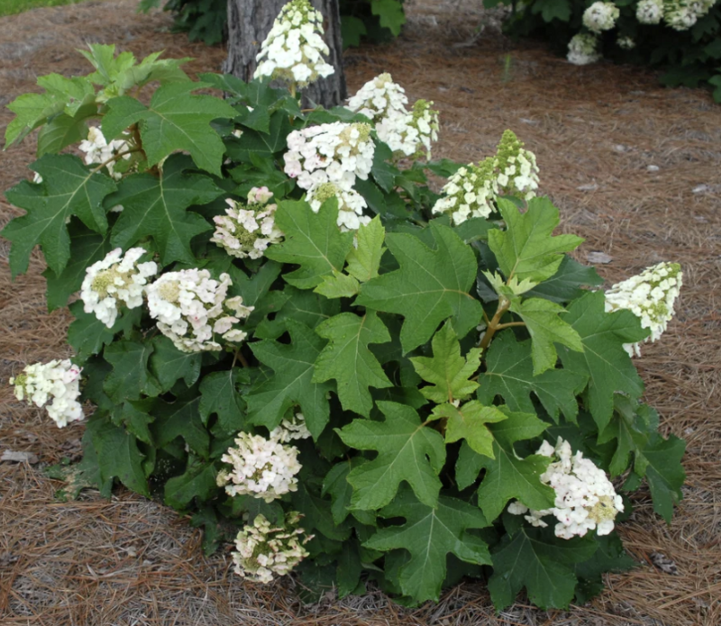 Hydrangea q. &#39;Pee Wee&#39; 