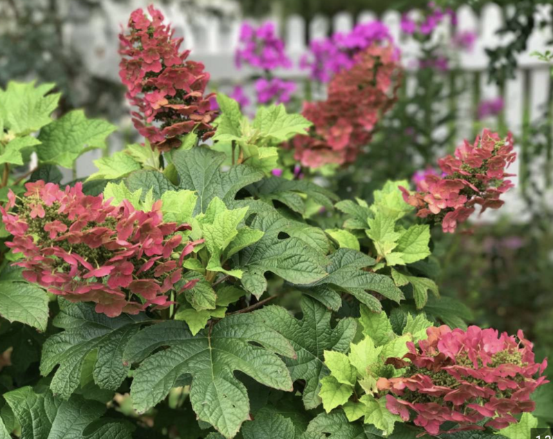 Hydrangea q. &#39;Ruby Slippers&#39;